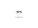 lizards - slide 1