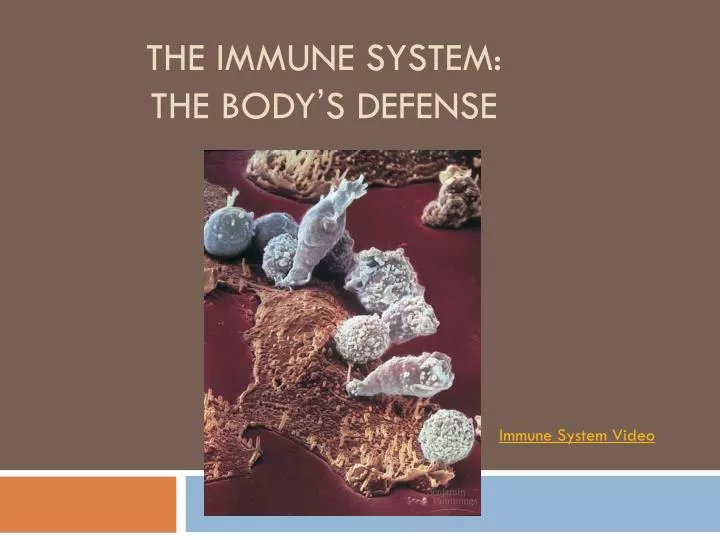 the immune system the body s defense