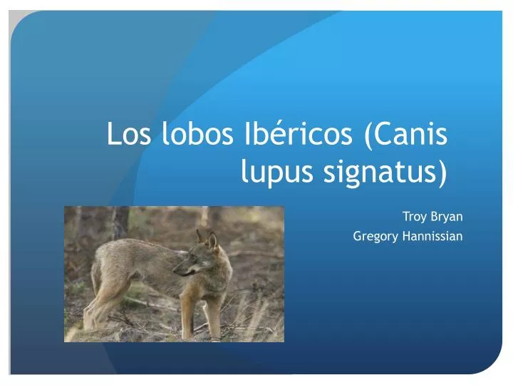 l os lobos ib ricos canis lupus signatus