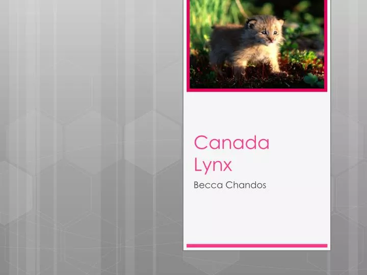 canada lynx