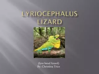 Lyriocephalus Lizard