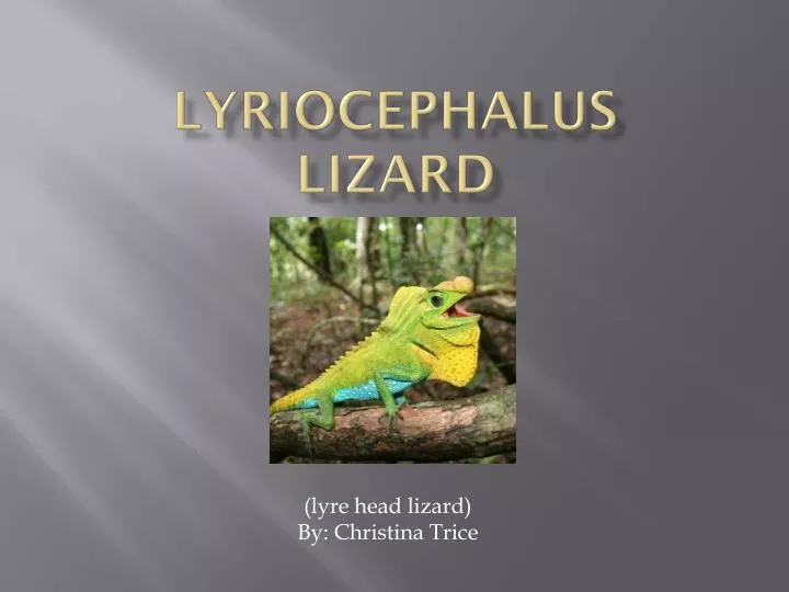 lyriocephalus lizard