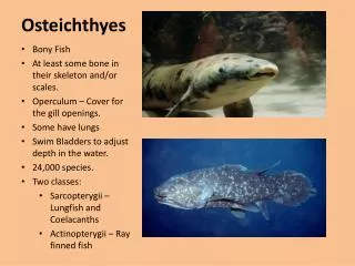 Osteichthyes