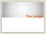 The Lungs - slide 1