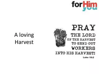 A loving Harvest
