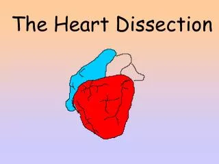 The Heart Dissection