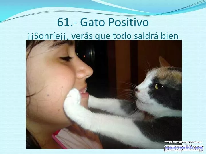 61 gato positivo sonr e ver s que todo saldr bien