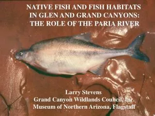 NATIVE FISH AND FISH HABITATS IN GLEN AND GRAND CANYONS: THE ROLE OF THE PARIA RIVER