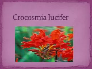 crocosmia lucifer