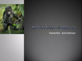 Mountain gorilla