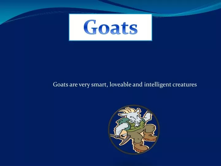 goats are very smart loveable and intelligent creatures