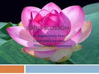 lotus blossom