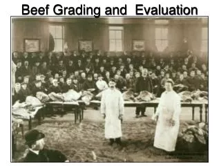 Beef Grading and Evaluation