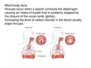 Weird body facts Hiccups occur when a spasm contracts the diaphragm,
