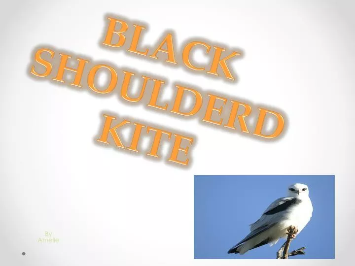 black shoulderd kite