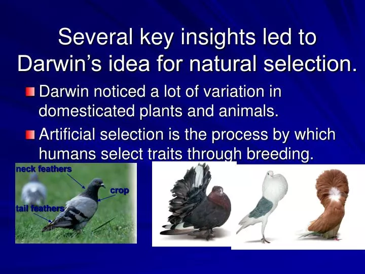 several key insights led to darwin s idea for natural selection