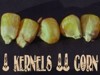 5 kernels OF corn