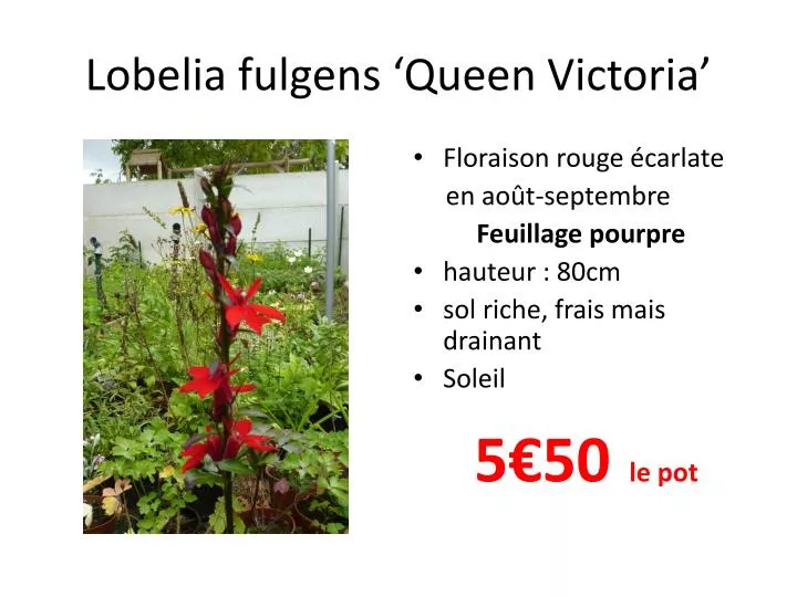 lobelia fulgens queen victoria