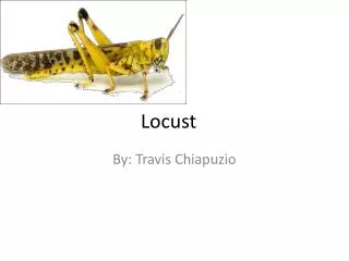 Locust