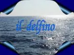 il delfino - slide 1