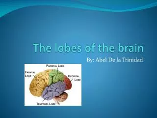 The lobes of the brain