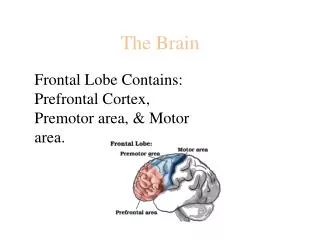 the brain