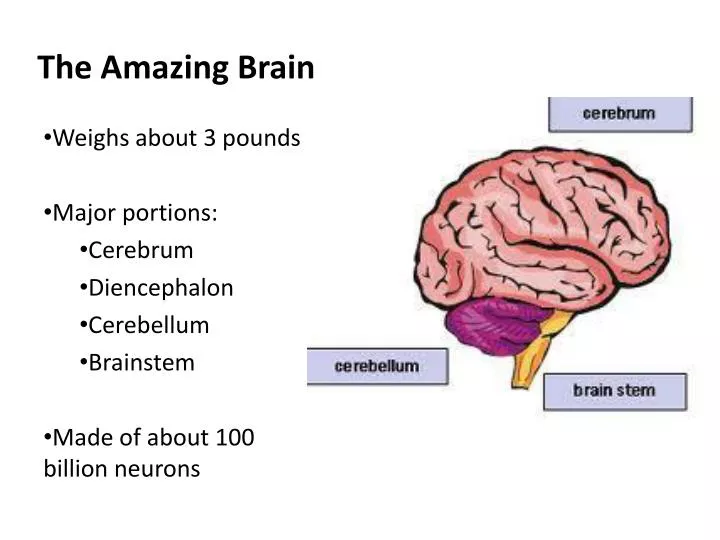 the amazing brain