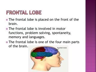 frontal lobe