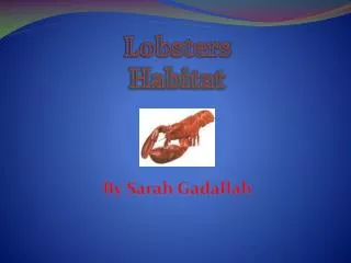 Lobsters Habitat