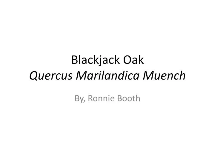 blackjack oak quercus m arilandica muench