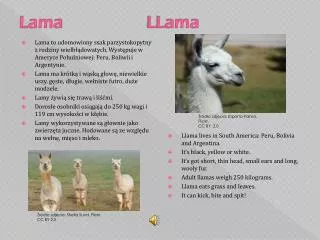 lama llama