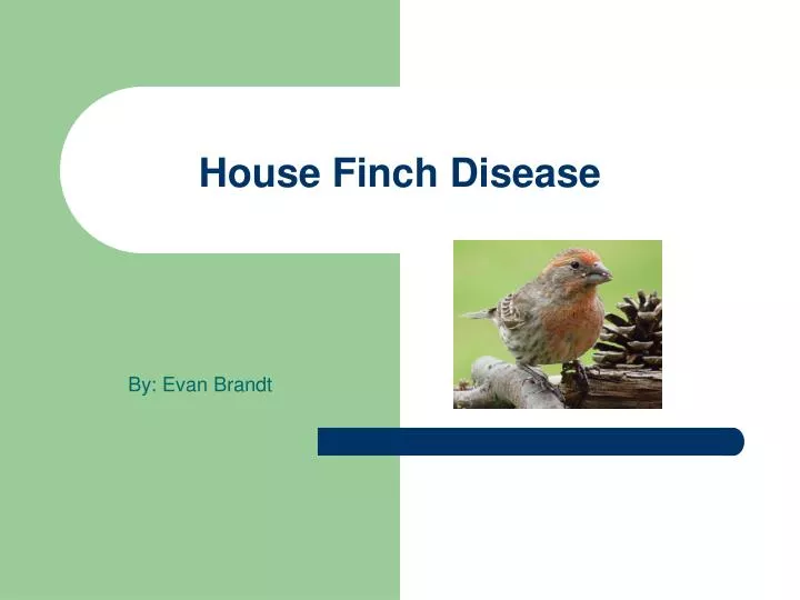 house finch disease