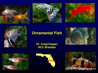 Ornamental Fish Dr. Craig Kasper HCC Brandon