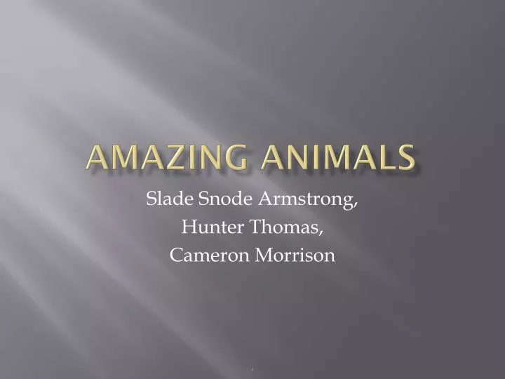 amazing animals