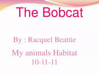 The Bobcat