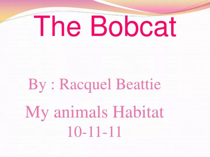 the bobcat
