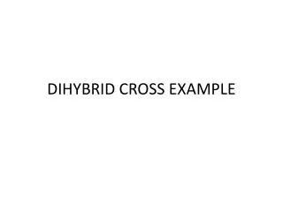 DIHYBRID CROSS EXAMPLE