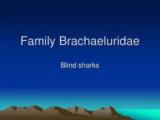 Family Brachaeluridae