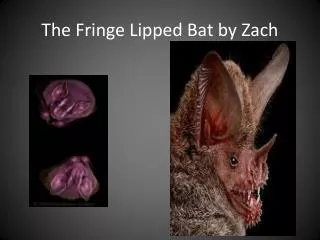 The Fringe Lipped Bat by Zach