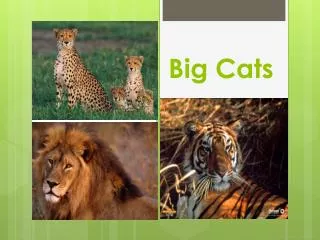 Big Cats