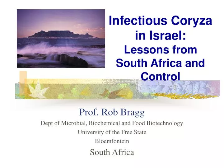 infectious coryza in israel lessons from south africa and control