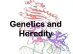 Understanding Genetics: Mendel's Legacy and Inheritance Patterns - slide 1
