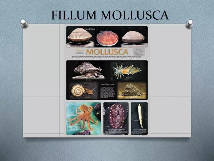 fillum mollusca