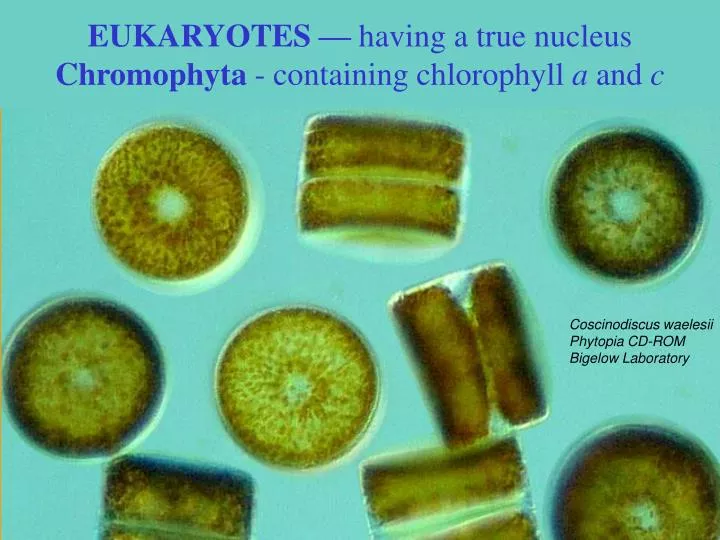 eukaryotes having a true nucleus chromophyta containing chlorophyll a and c