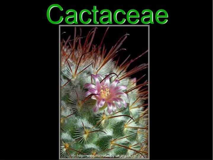 cactaceae