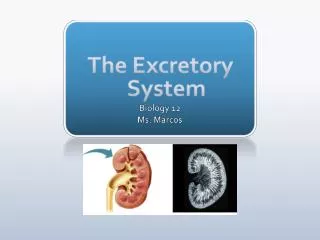 The Excretory System