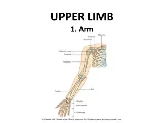 UPPER LIMB 1. Arm
