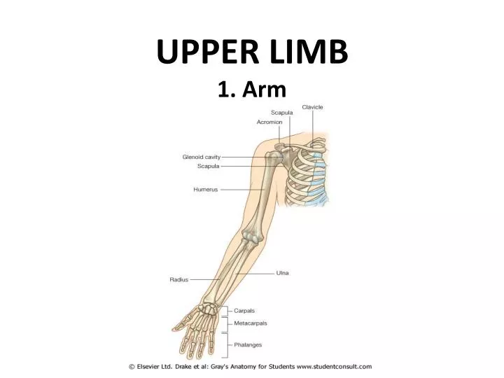 upper limb 1 arm