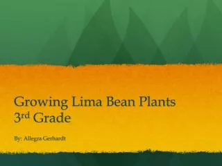 Growing Lima Bean Plants 3 rd Grade