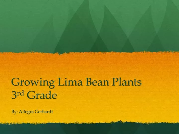 growing lima bean plants 3 rd grade